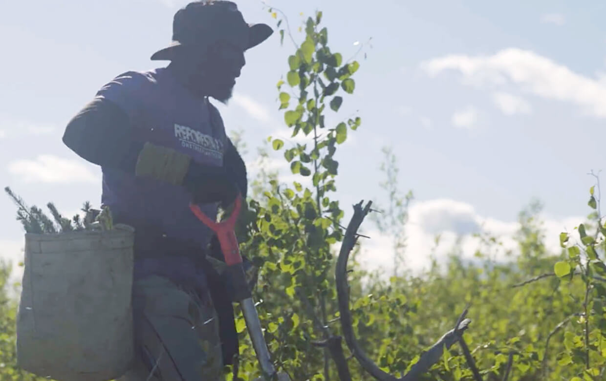 Sobeys helps plant 45,000 trees